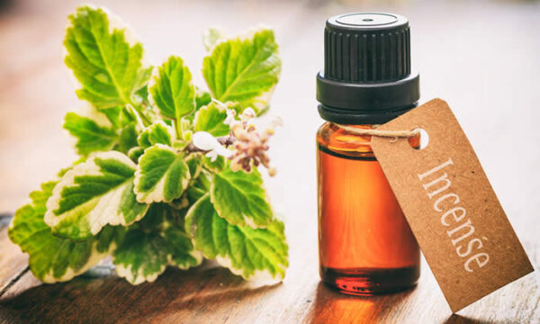 olio essenziale bio incenso spontaneo olio essenziale